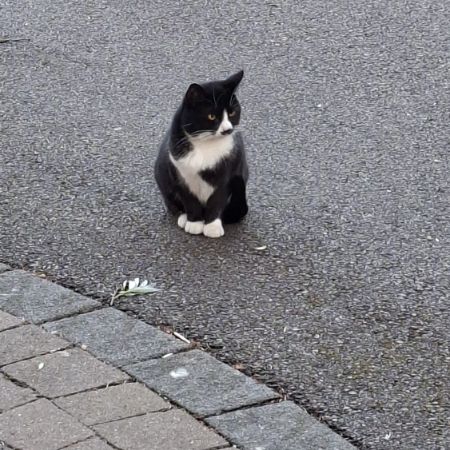 Missing Domestic Short Hair Cats in Waltham Abbey