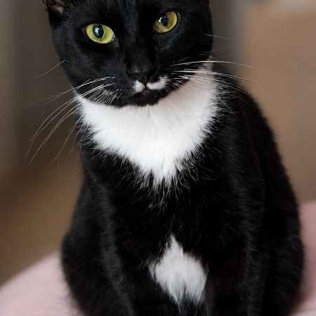 Missing Moggy Cats in BRIDGWATER