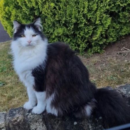 Missing Unknown - Other Cats in Iver Heath