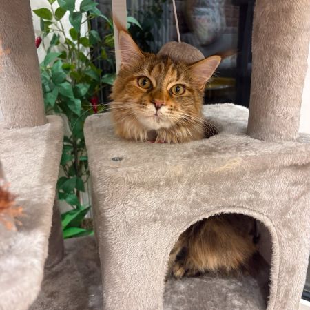 Missing Maine Coon Cats in Hillingdon 