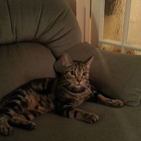 Missing Tabby Cats in Dudley