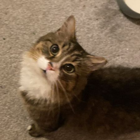 Missing Mixed Breed Cats in Taunton 