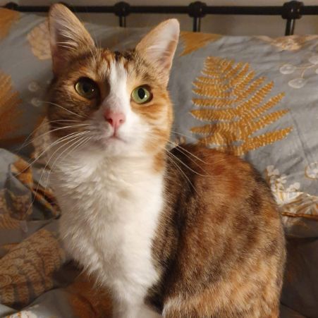 Missing Domestic Short Hair Cats in Premnay