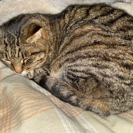 Missing Tabby Cats in Capel Le Ferne
