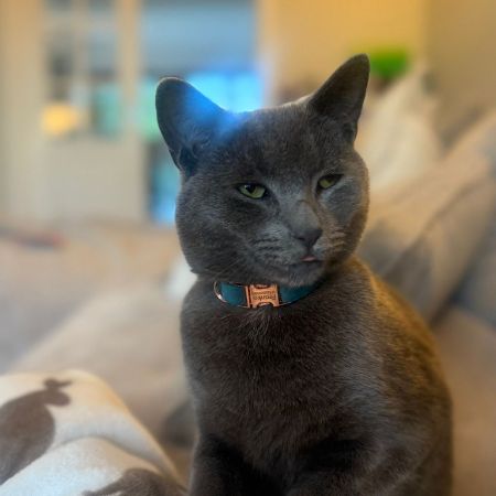 Missing Russian Blue Cats in Lemsford