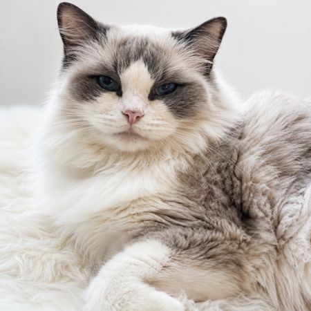 Missing Ragdoll Cats in Blackburn