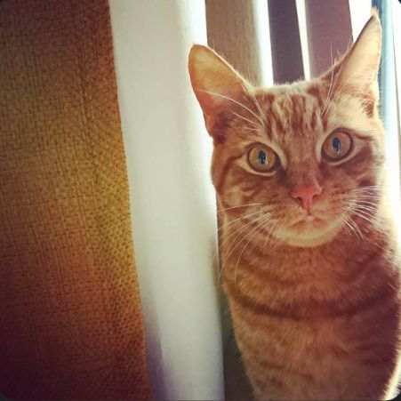 Missing Domestic Short Hair Cats in Kings Lynn