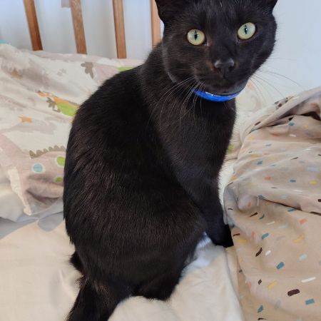 Missing British Short Hair Cats in Launton