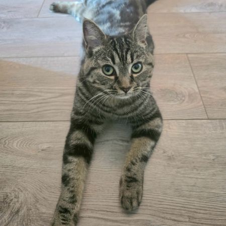 Missing British Short Hair Cats in Reddish