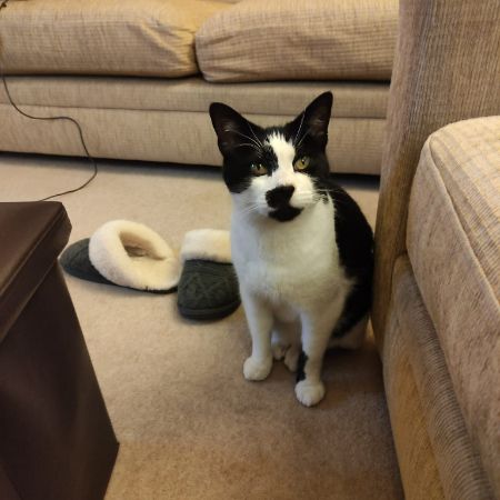 Missing Domestic Short Hair Cats in Perton, Wolverhampton