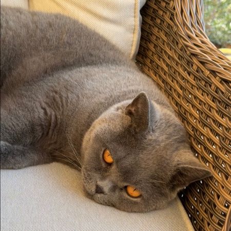 Missing British Blue Cats in Bath