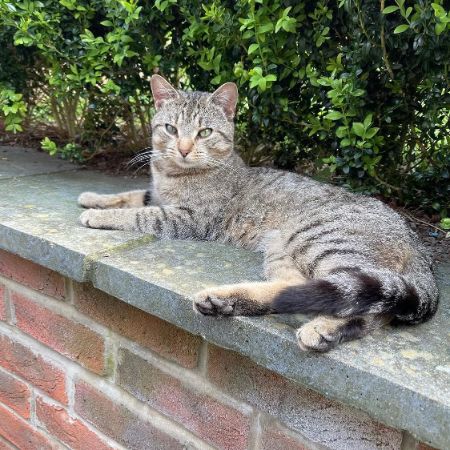 Missing Tabby Cats in Newbury