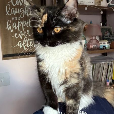 Missing Semi-Long Hair Cats in Basingstoke