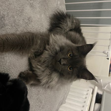 Missing Maine Coon Cats in Belfast