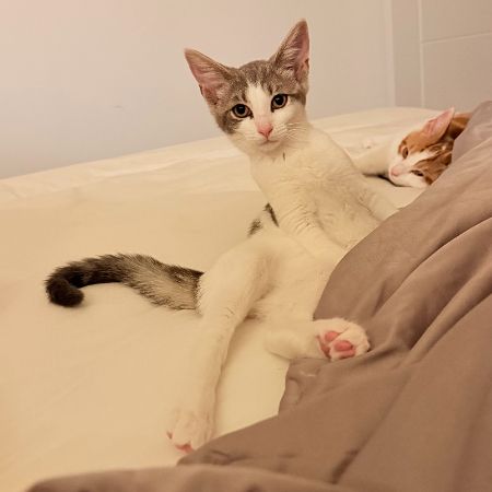Missing British Short Hair Cats in London