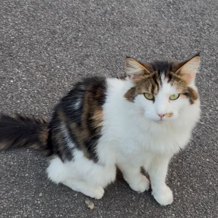 Missing Moggy Cats in Telford