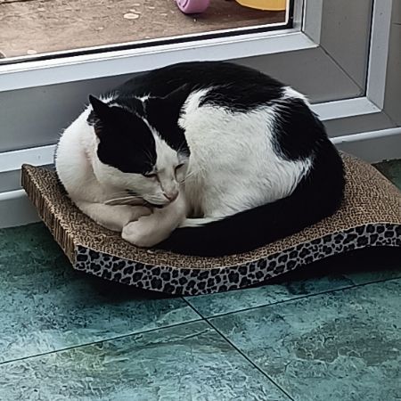 Missing British Short Hair Cats in Carlton Colville, Lowestoft