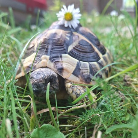 Missing Tortoise Exotics in South Croydon