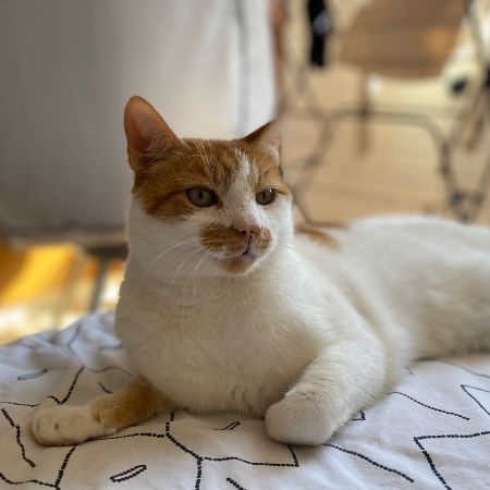 Missing Mixed Breed Cats in London