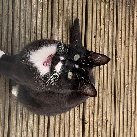 Missing Domestic Short Hair Cats in Stevenage/ Great Ashby