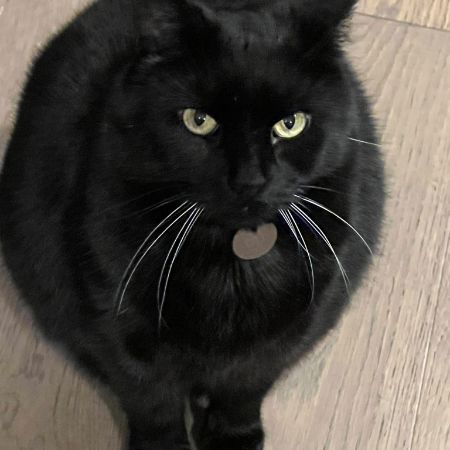Missing British Short Hair Cats in Chagford 