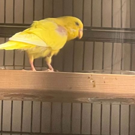 Missing Budgie Birds in London