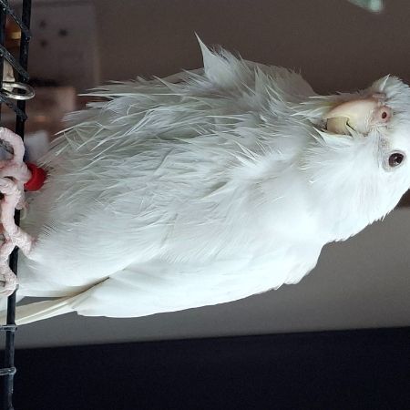 Missing Cockatiel Birds in CROYDON 