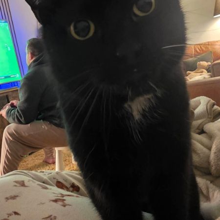 Missing British Short Hair Cats in Middlesbrough