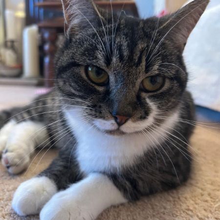 Missing Domestic Short Hair Cats in Bromley 