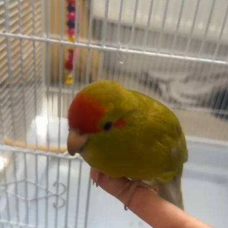 Missing Unknown - Other Birds in Swansea 