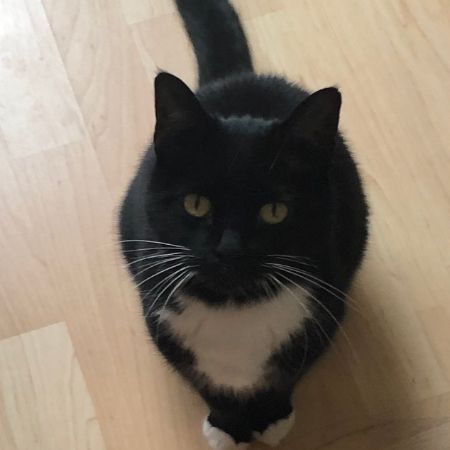 Missing Domestic Short Hair Cats in Baldock