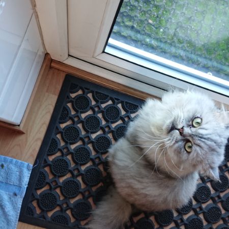 Missing Persian Cats in Feltham