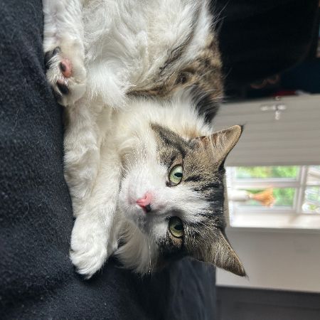 Missing Ragdoll Cats in Walkington