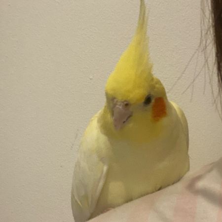 Missing Cockatiel Birds in East Ham