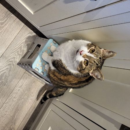 Missing Tabby Cats in Inverness