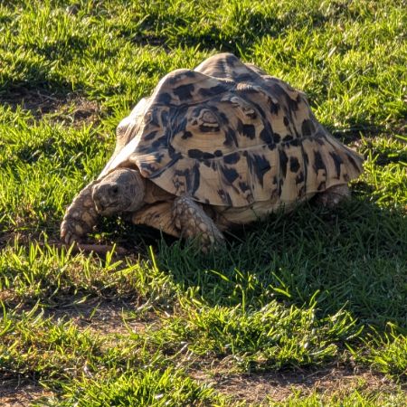 Missing Tortoise Exotics in Rhosllanerchrugog 