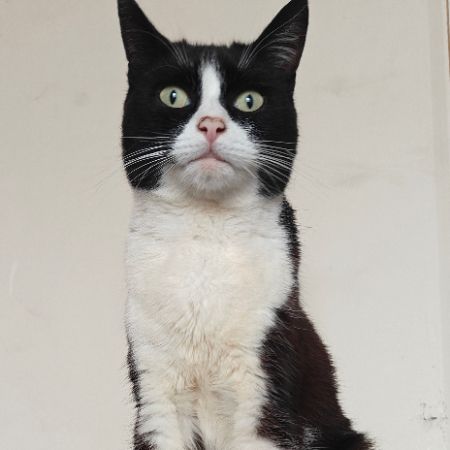 Missing Domestic Short Hair Cats in Darwen