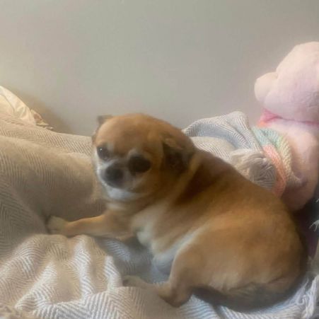 Missing Chihuahua Dogs in Bawtry