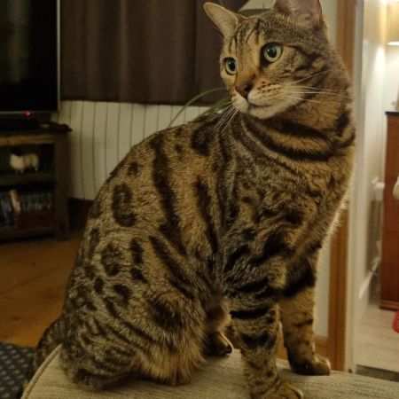 Missing Bengal Cats in Meonstoke