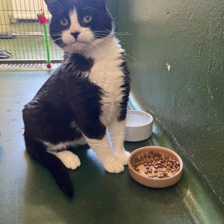 Missing Domestic Short Hair Cats in Southampton