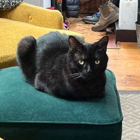 Missing British Short Hair Cats in Watford