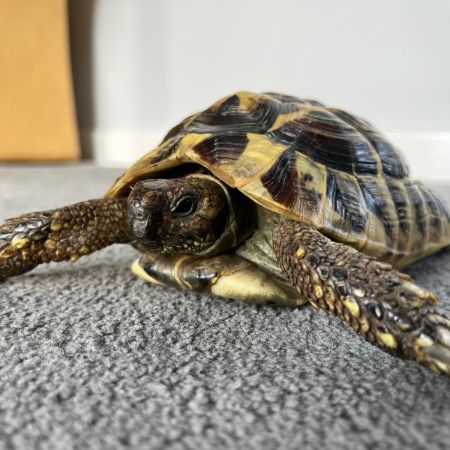 Missing Tortoise Exotics in Debenham