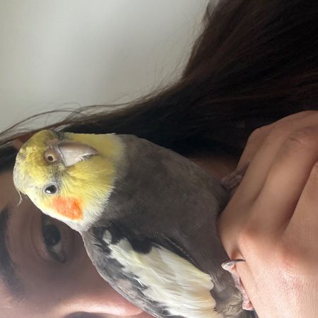 Missing Cockatiel Birds in London Brixton Windmill Gardens