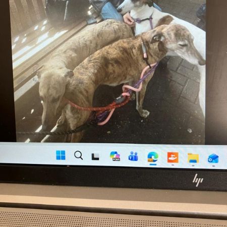 Missing Lurcher Dogs in Totnes