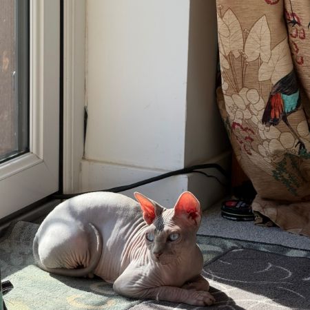 Missing Sphynx Cats in Bognor Regis 