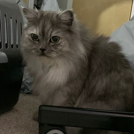 Missing Mixed Breed Cats in Edgware