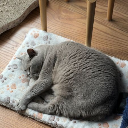 Missing British Short Hair Cats in Exhall