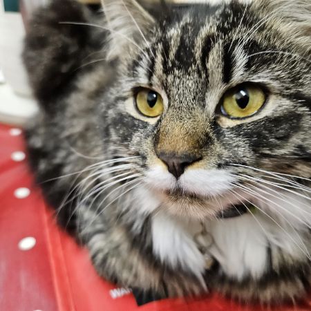 Missing Semi-Long Hair Cats in Corsham