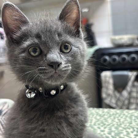 Missing Russian Blue Cats in Queensbury London 