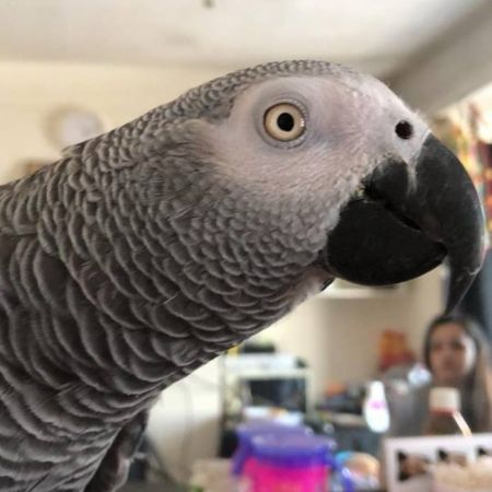 Missing Parrot, Parakeet Birds in East Barnet 